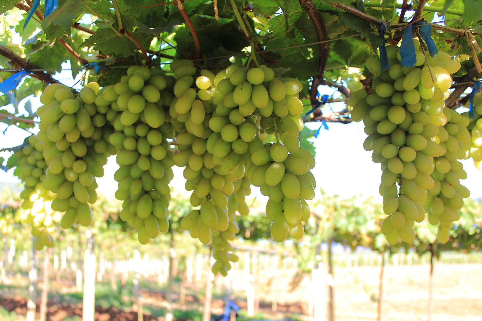 Canon EOS 600D (Rebel EOS T3i / EOS Kiss X5) sample photo. Fruit, cluster, agriculture photography
