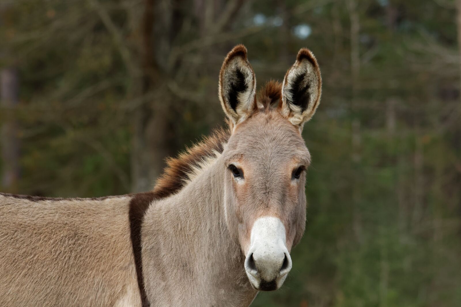 Canon EOS 70D sample photo. Mediterranean donkey, cute, farm photography
