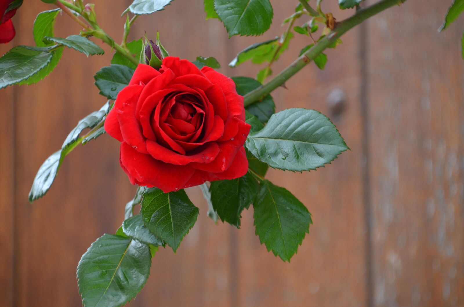 Nikon D5100 sample photo. Rose, red, blossom photography