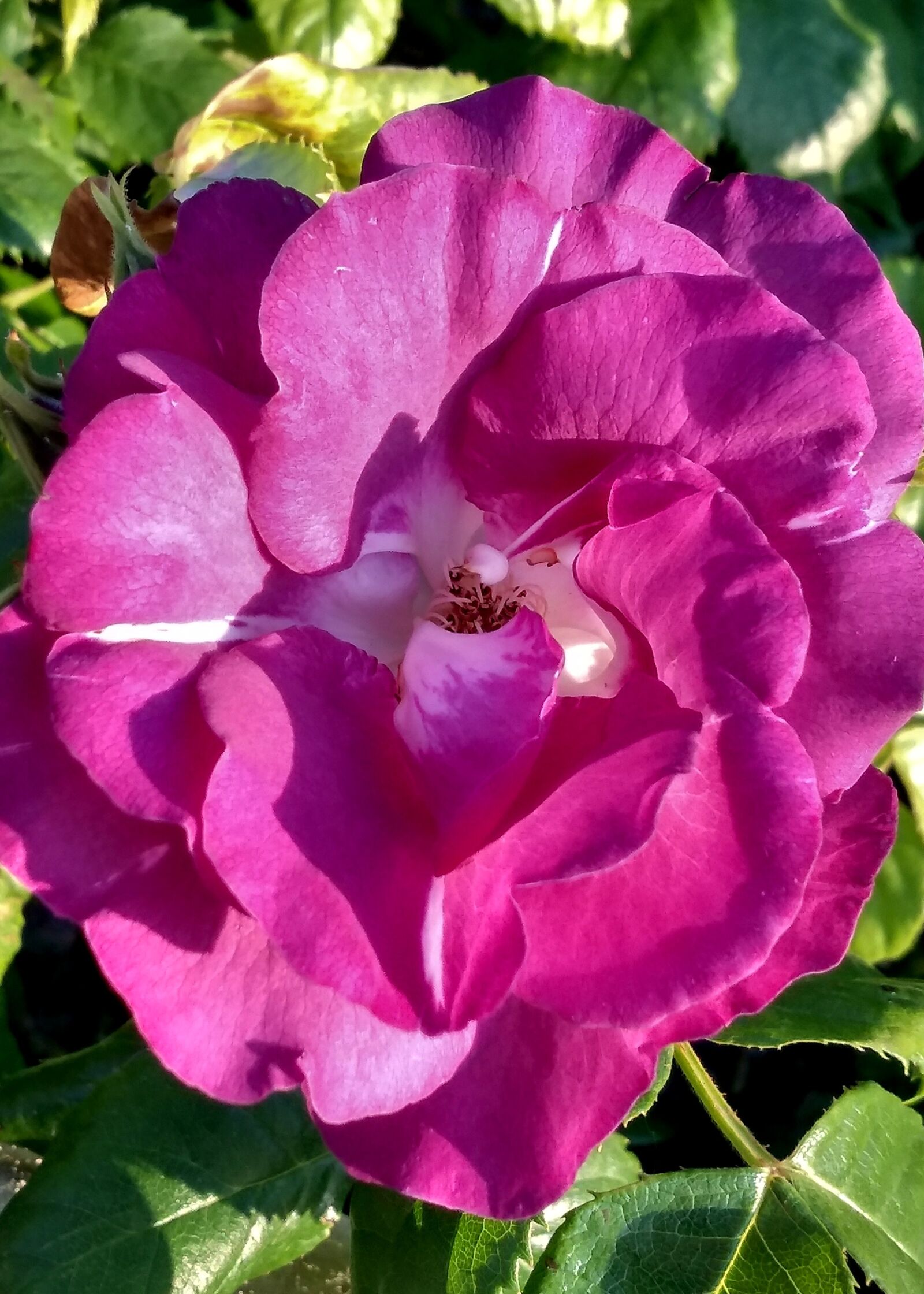 Motorola moto g(6) play sample photo. Rose, pink, flower photography