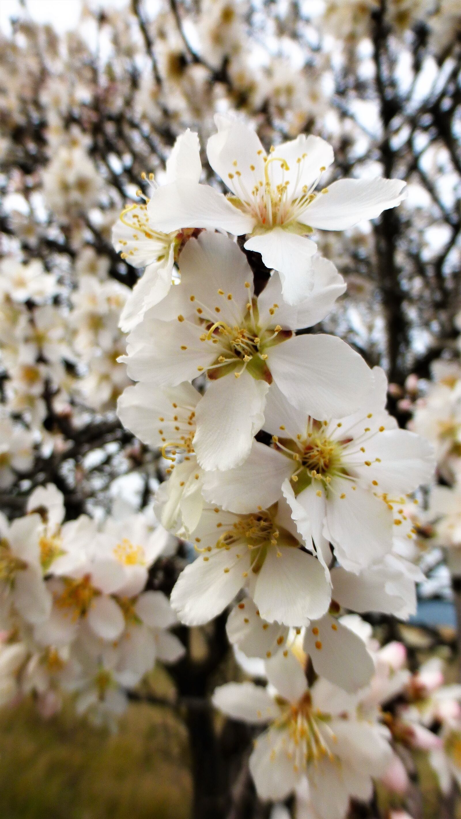 Panasonic Lumix DMC-ZS25 (Lumix DMC-TZ35) sample photo. Flower, branch, tree photography