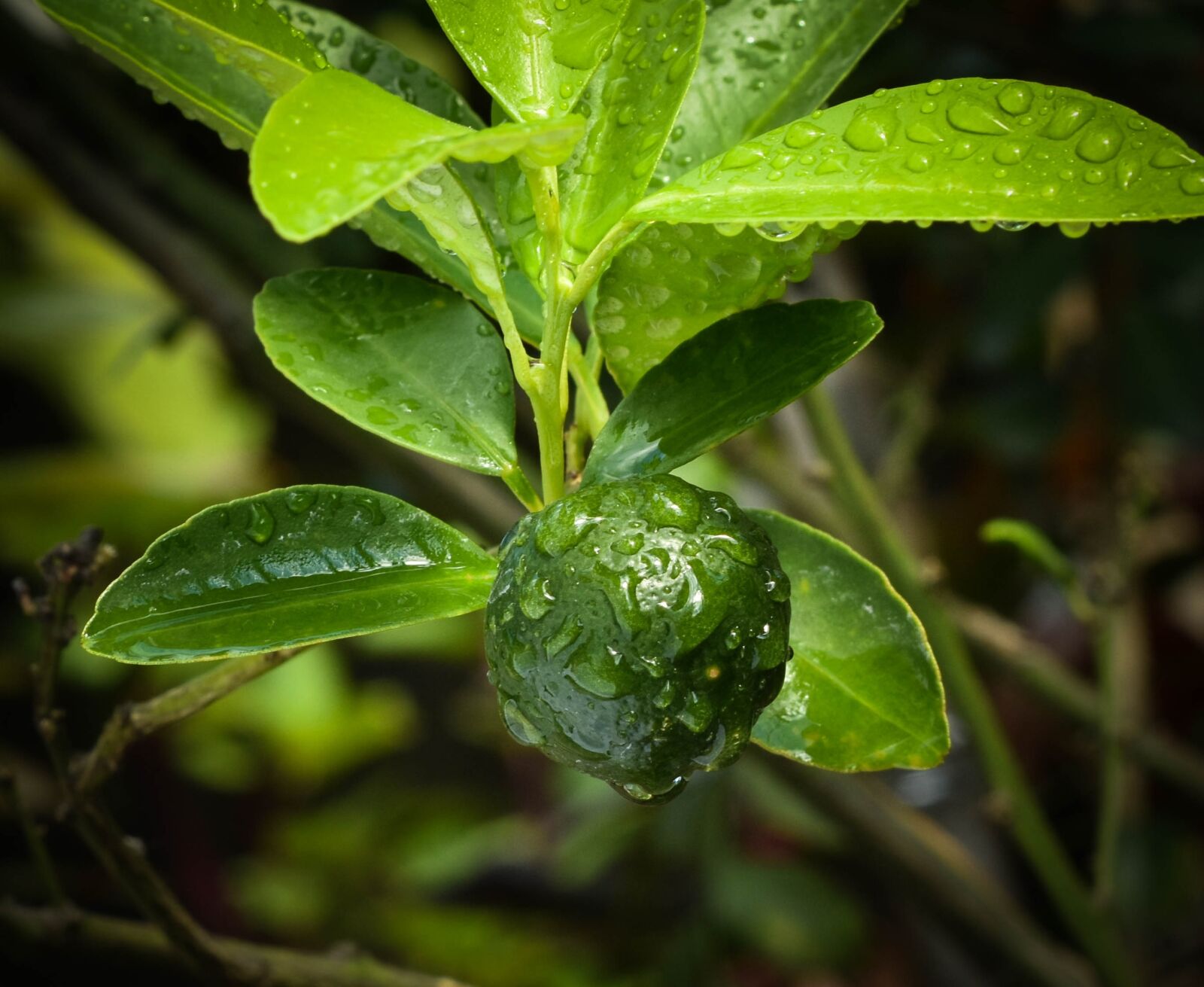 Nikon D7200 sample photo. Leaf, flora, food photography