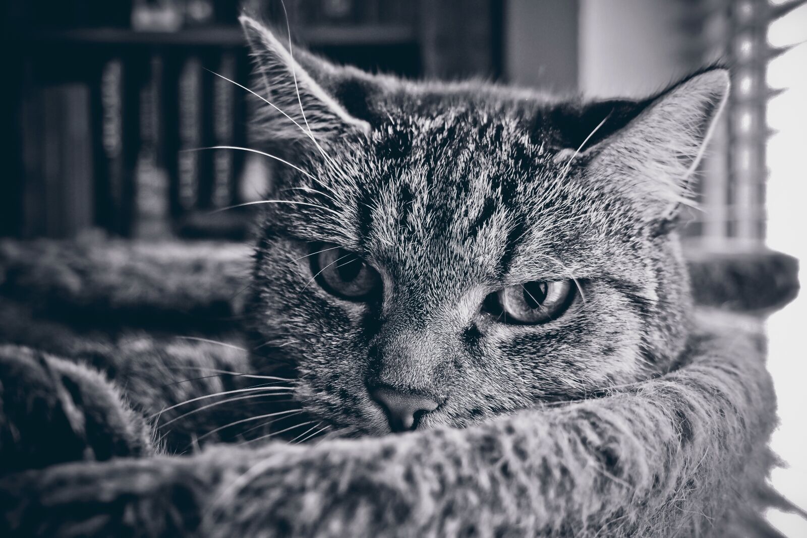 Olympus OM-D E-M10 sample photo. Animal, cat, pet photography