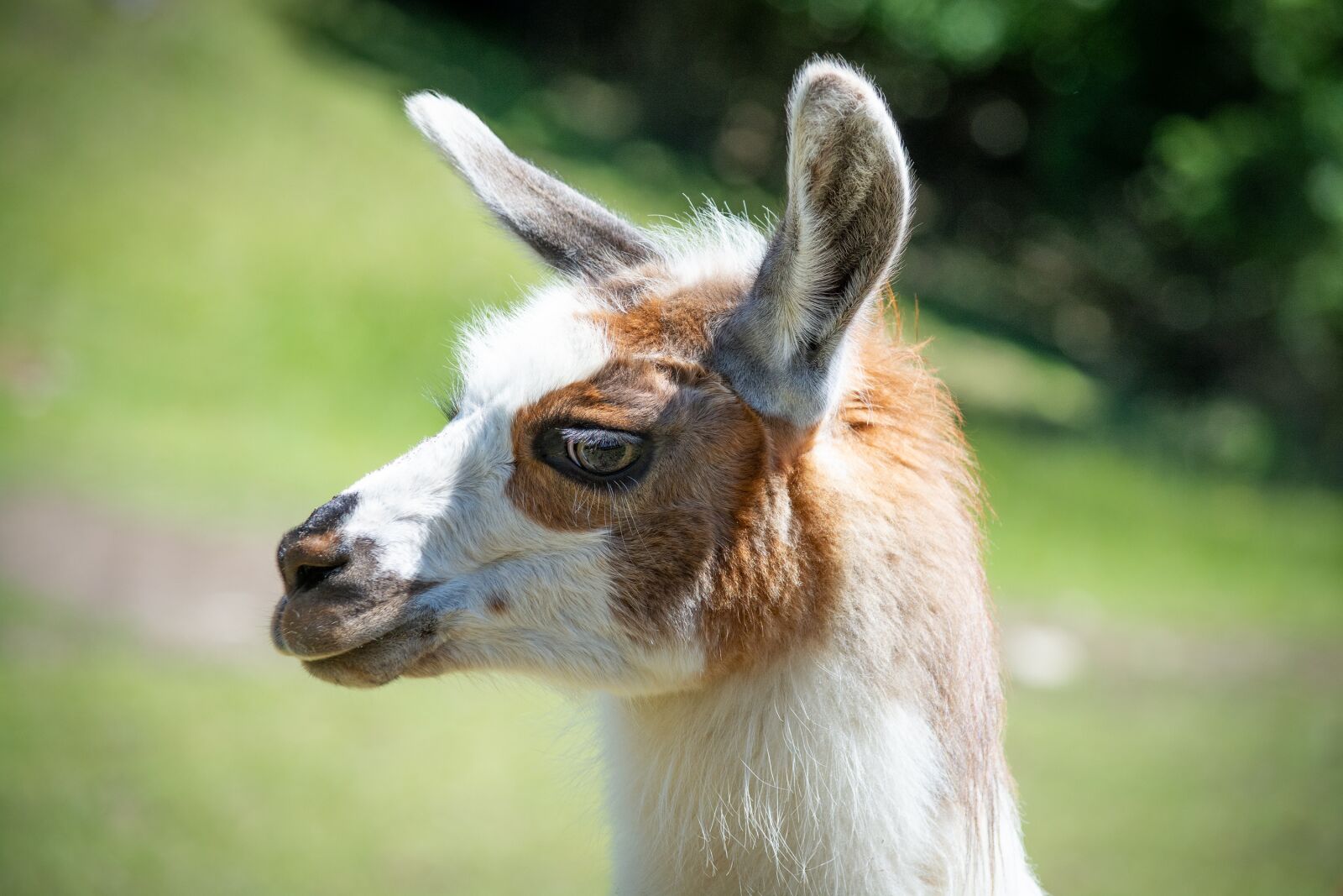 Nikon D7100 sample photo. Llama, animal, mammal photography