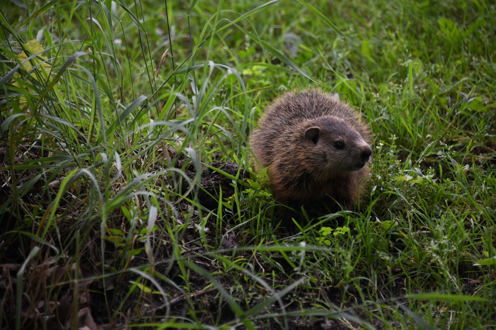 Nikon D850 sample photo. Kit, groundhog, rodent photography