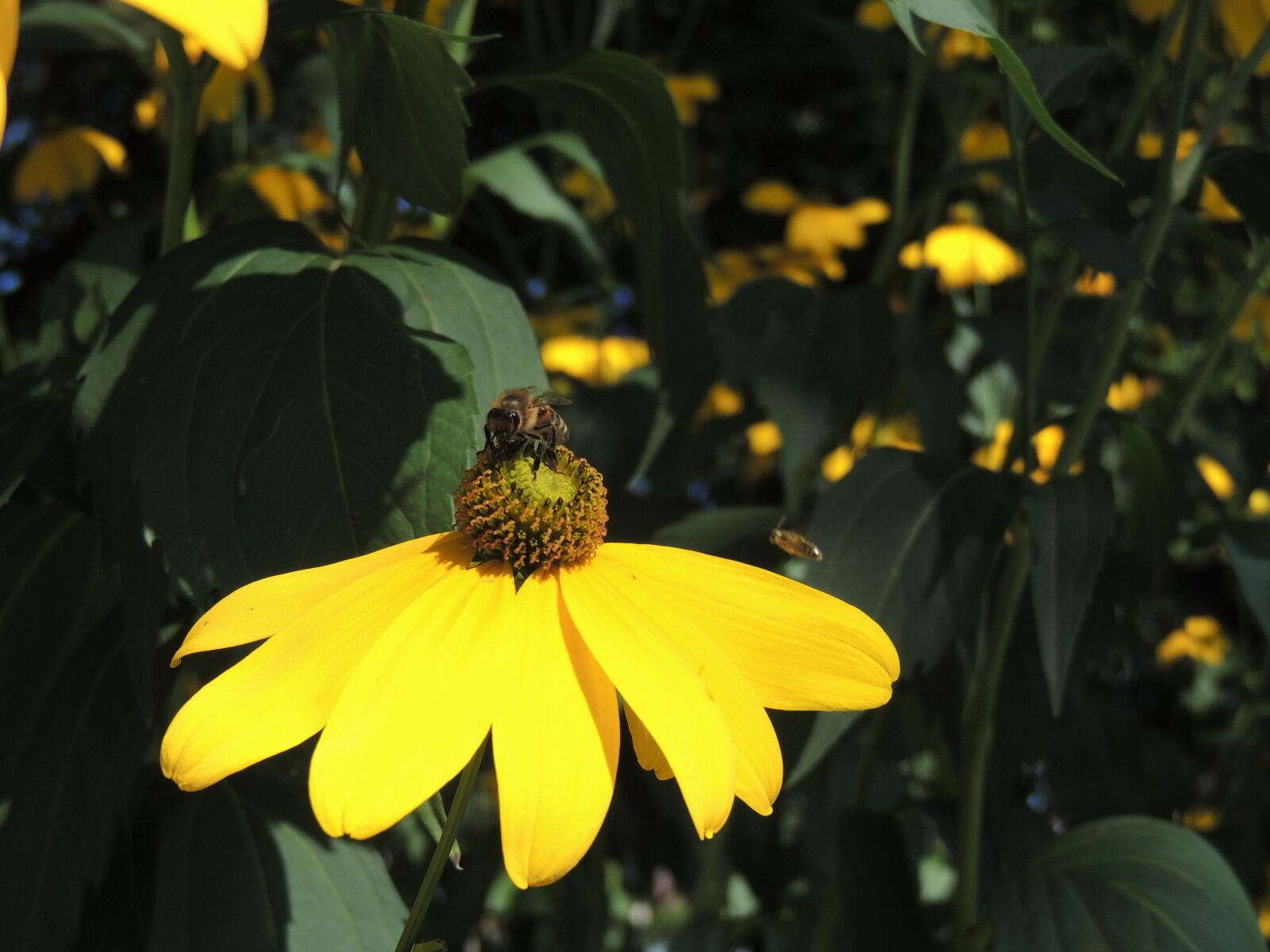 Nikon Coolpix P510 sample photo. Plant, flower, blossom photography