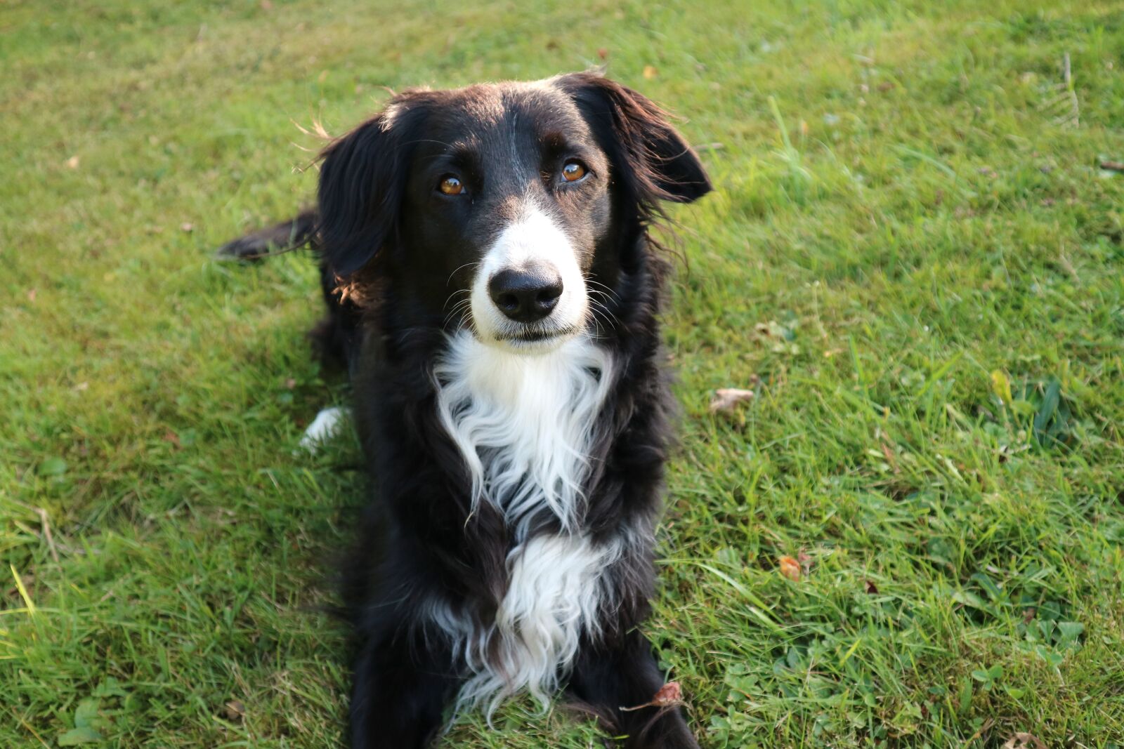 Canon EOS M3 sample photo. Border collie, dog, british photography