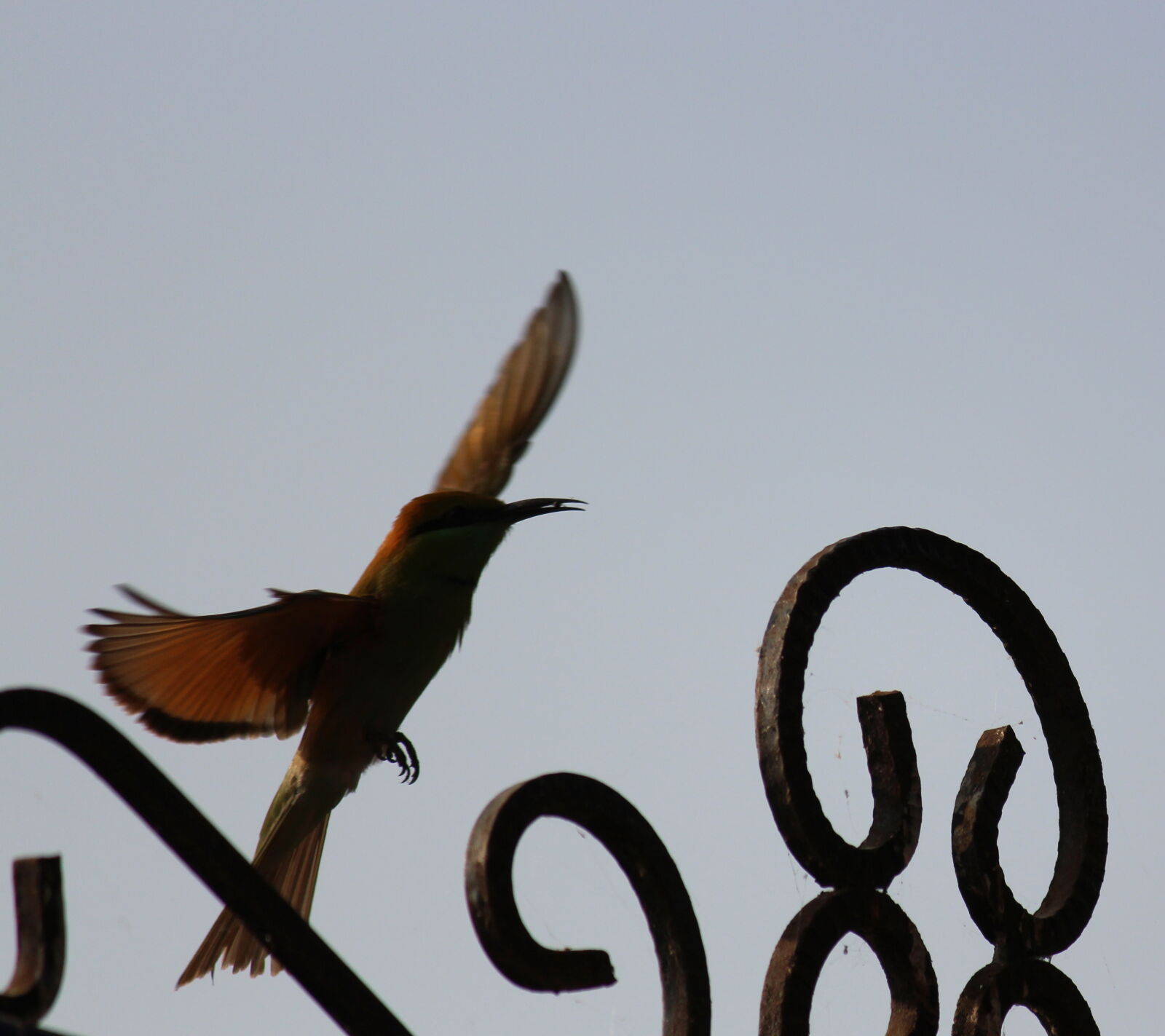 Canon EOS 700D (EOS Rebel T5i / EOS Kiss X7i) sample photo