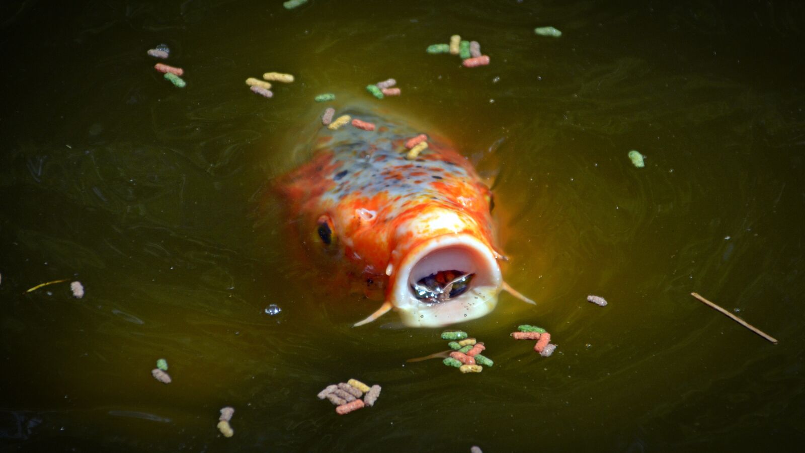 Nikon D5200 sample photo. Koi, carp, foot photography