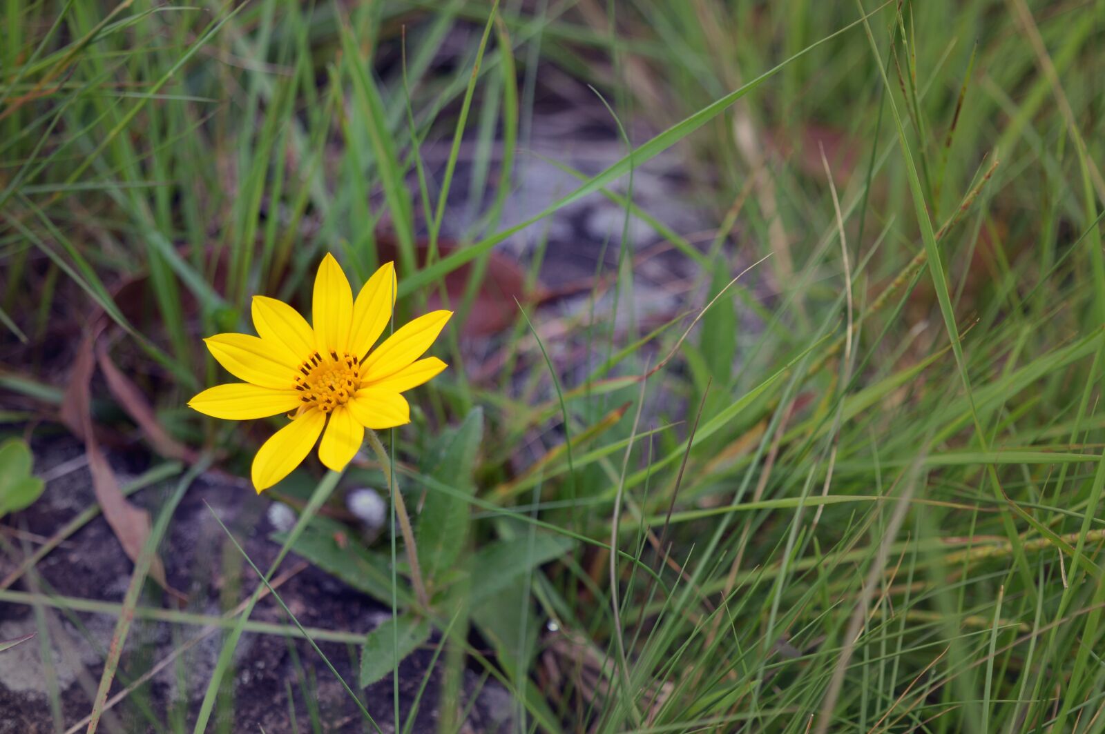 Nikon D3200 sample photo. Flower, nature, garden photography