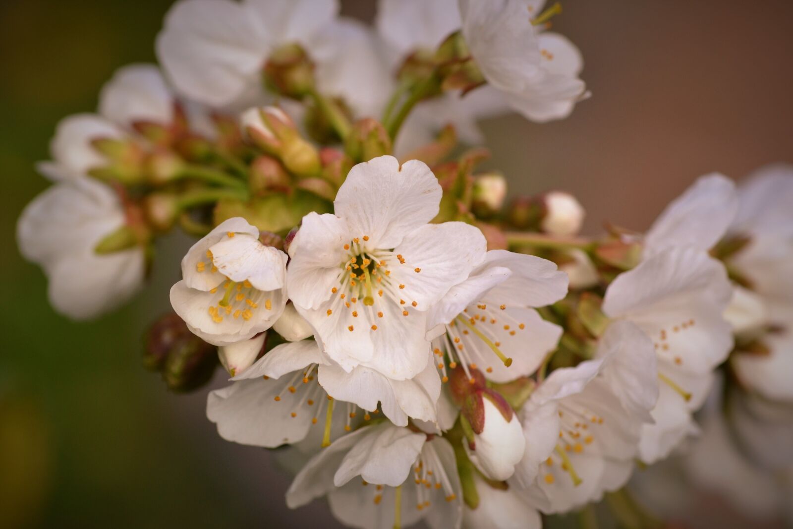 Nikon D3100 sample photo. Flowers, bouquet, white photography
