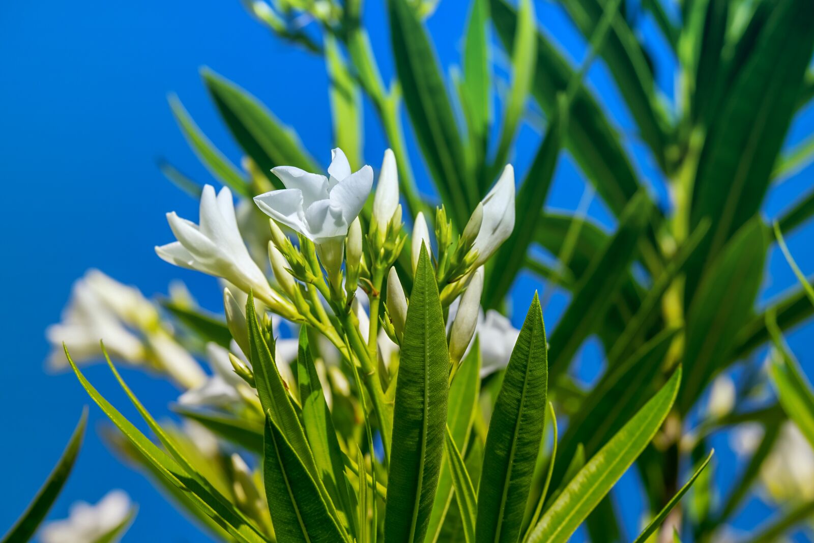 Fujifilm XF 55-200mm F3.5-4.8 R LM OIS sample photo. White oleander, nerium oleander photography