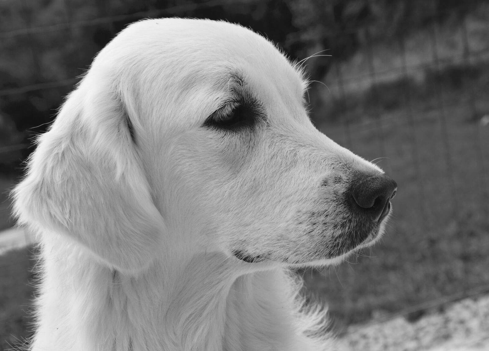 Nikon D5200 sample photo. Dog, bitch, photo black photography