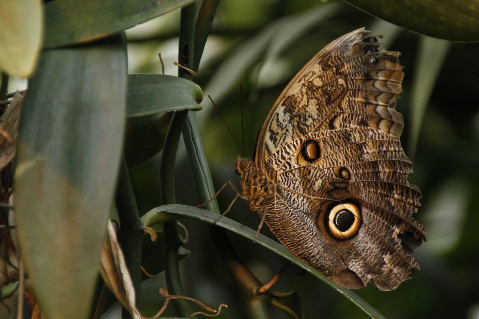 Canon EOS 550D (EOS Rebel T2i / EOS Kiss X4) sample photo. Butterfly, insek, insect photography