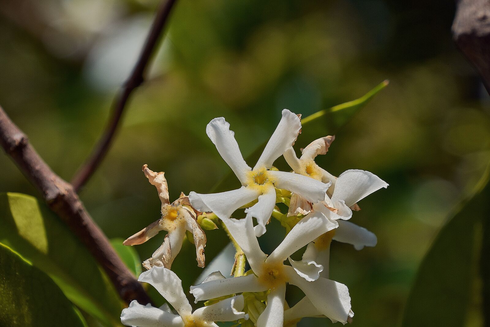 Nikon D7200 sample photo. Jasmine, garden, flowers photography