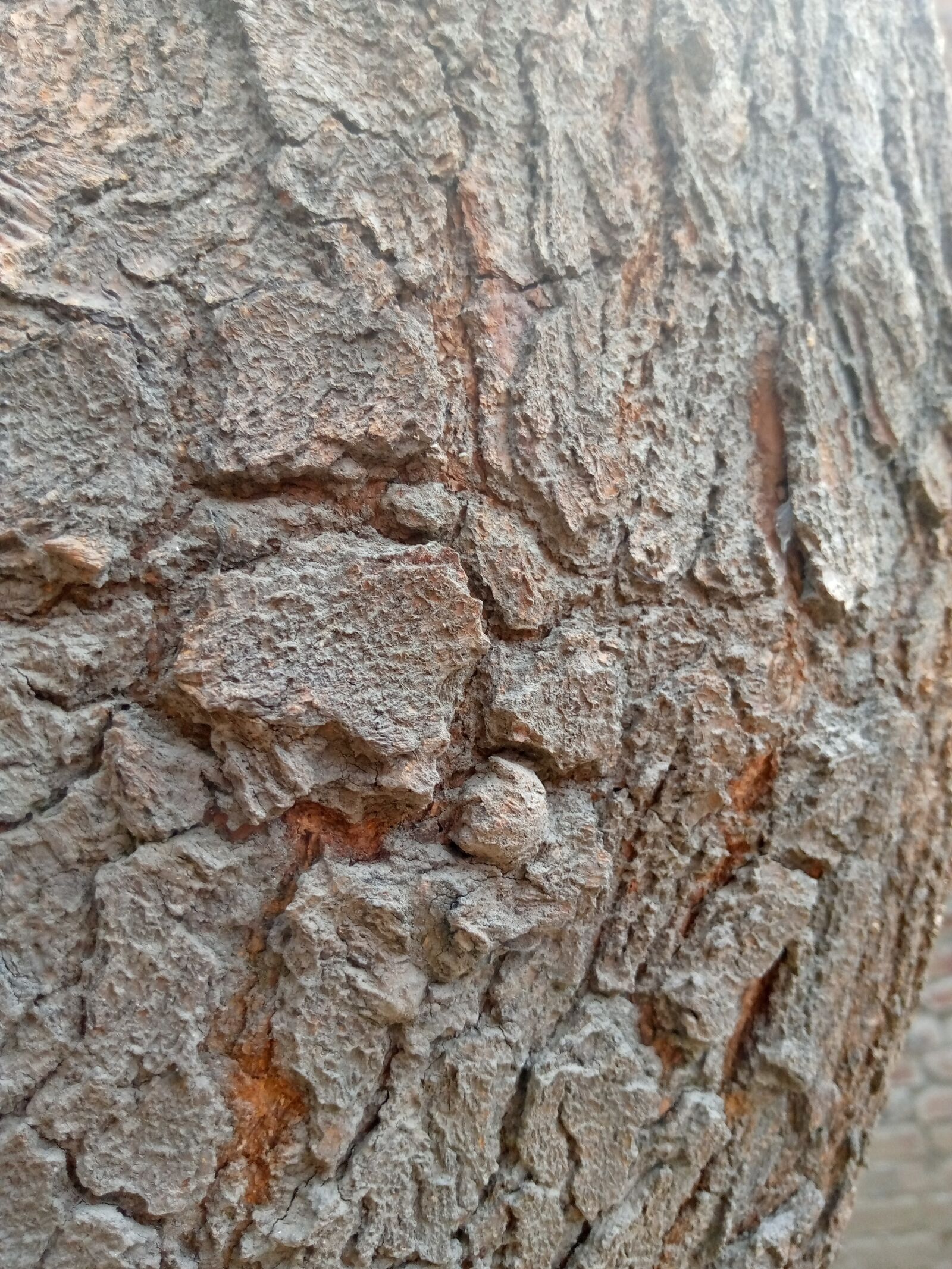 TECNO MOBILE LIMITED TECNO KC2 sample photo. Tree, extremely, leafs photography