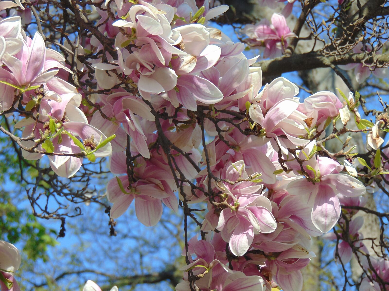 Sony Cyber-shot DSC-H300 sample photo. Magnolia, spring, flower photography