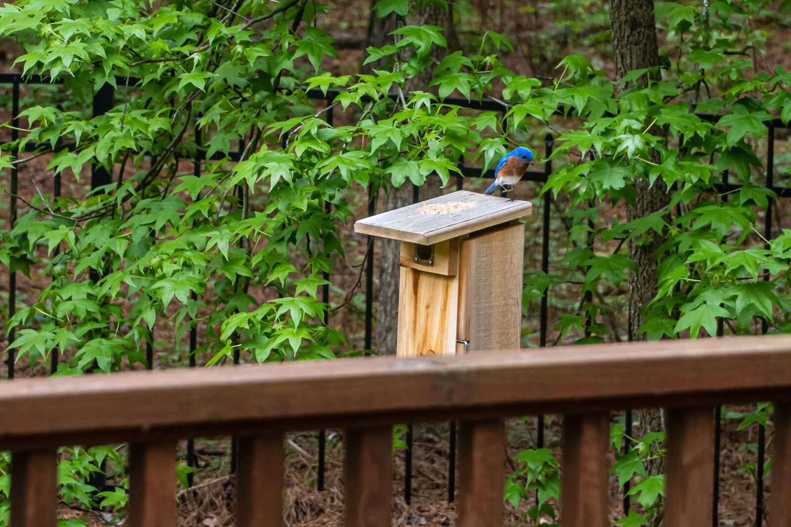 Sony E PZ 18-105mm F4 G OSS sample photo. Bluebird, bluebird nest, a photography
