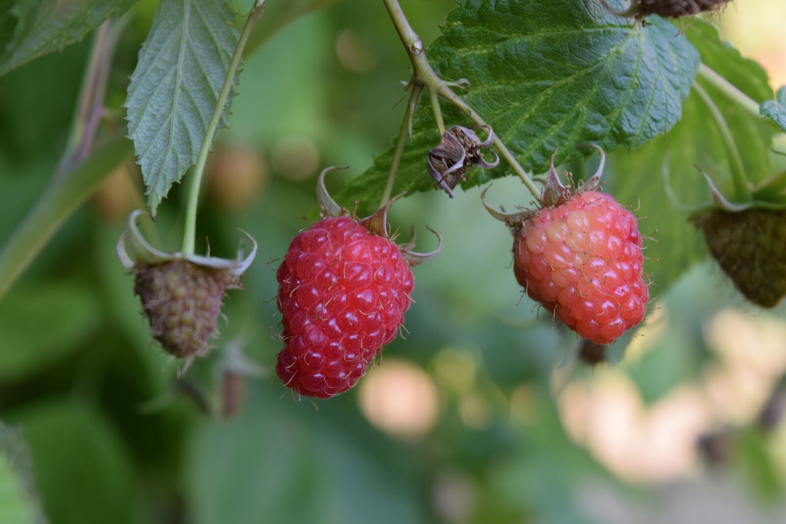 Nikon D3300 sample photo. Raspberry, red, nature photography