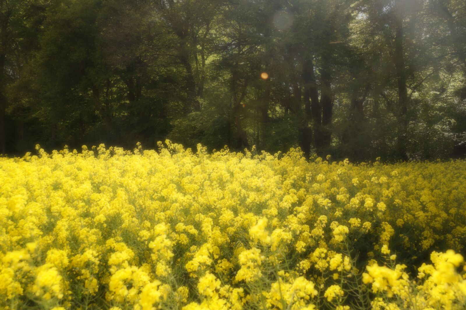 Sony SLT-A58 + Sony DT 18-135mm F3.5-5.6 SAM sample photo. Oilseed rape, yellow, flowers photography