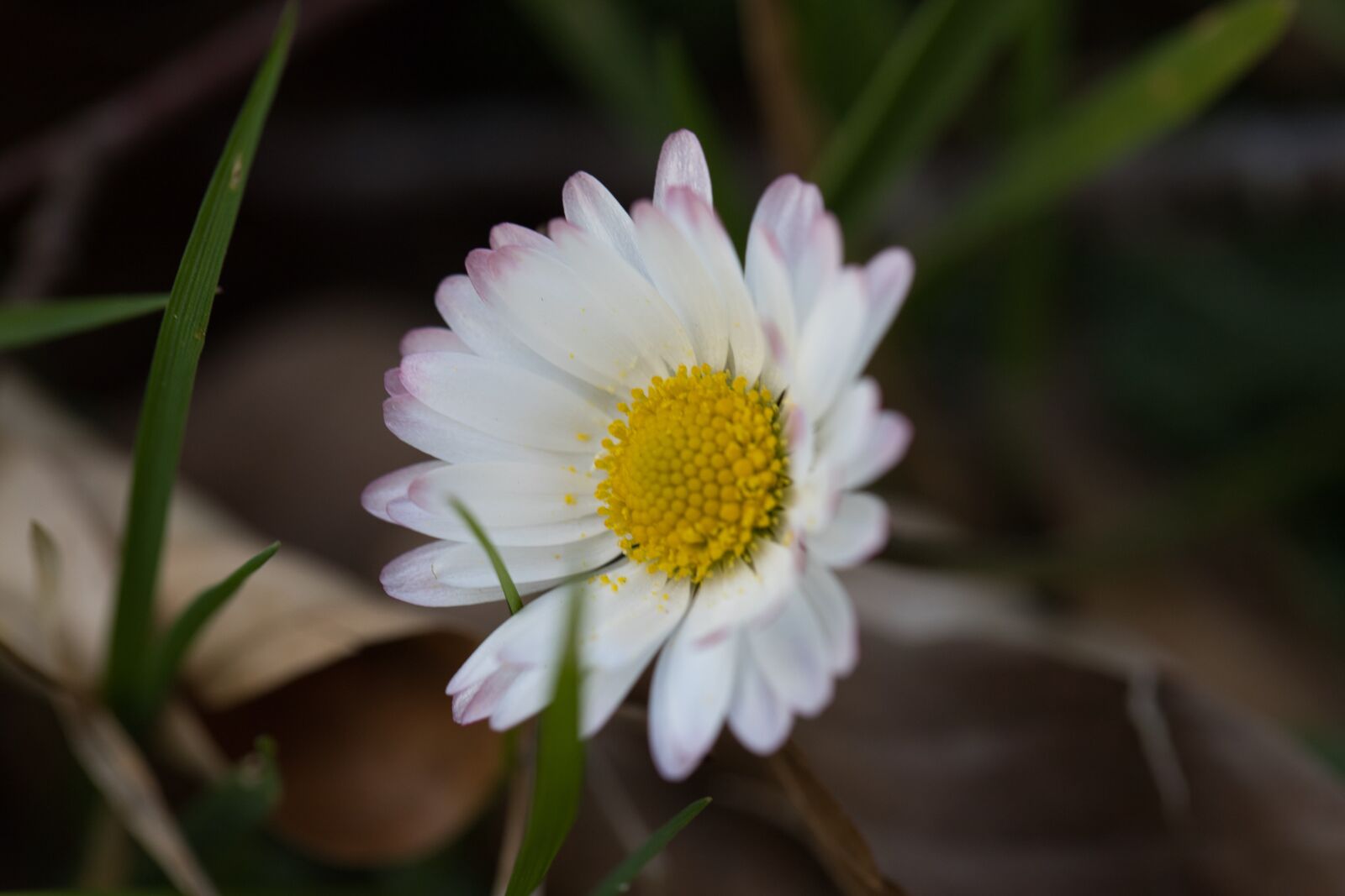 Canon EOS 6D Mark II sample photo. Flower, nature, wild flower photography