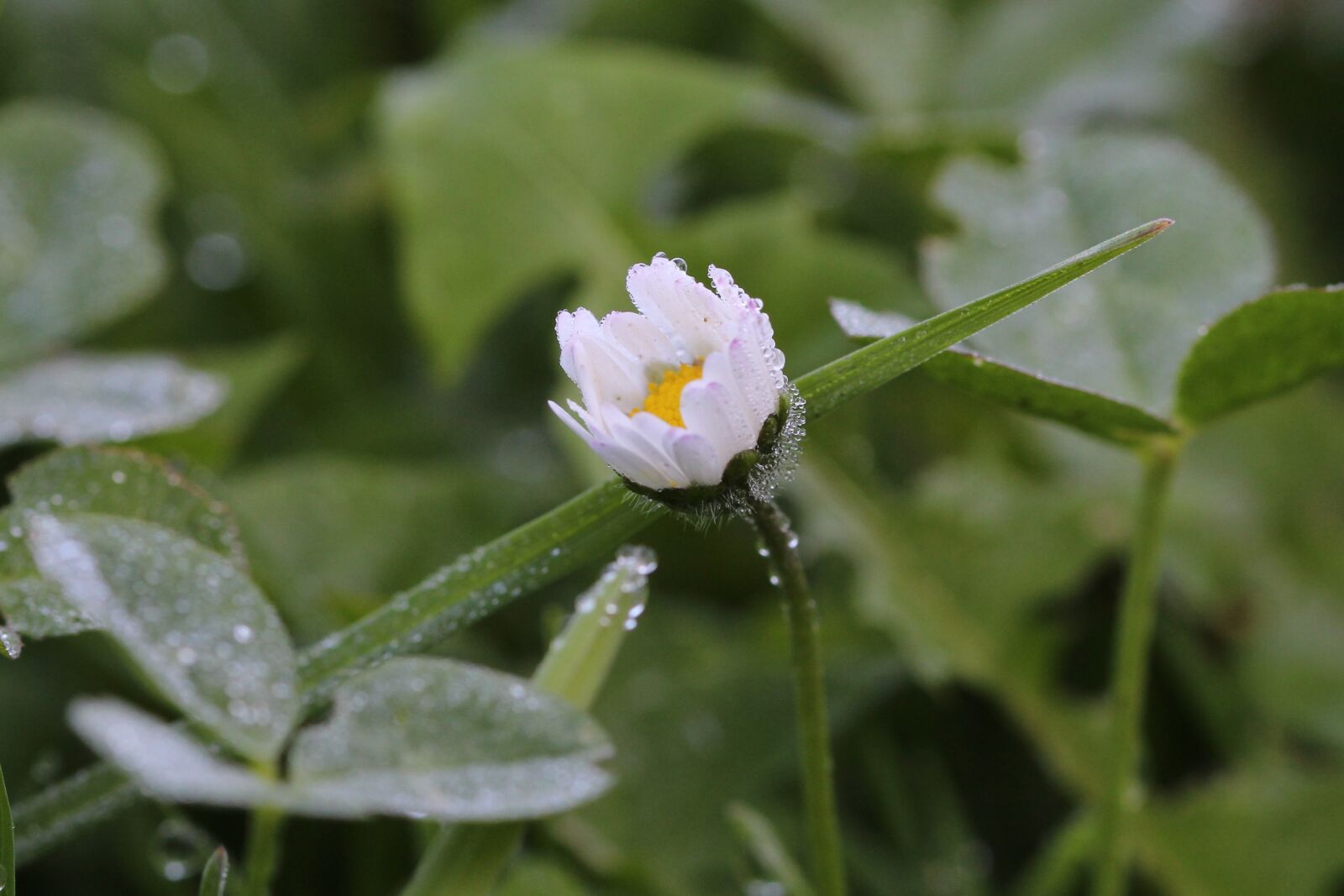 Canon EOS 1200D (EOS Rebel T5 / EOS Kiss X70 / EOS Hi) sample photo. Daisy, dewdrop, macro photography