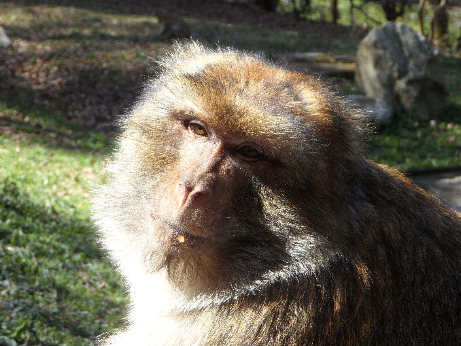 Samsung VLUU WB210, SAMSUNG WB210 sample photo. Portrait, monkey, barbary ape photography