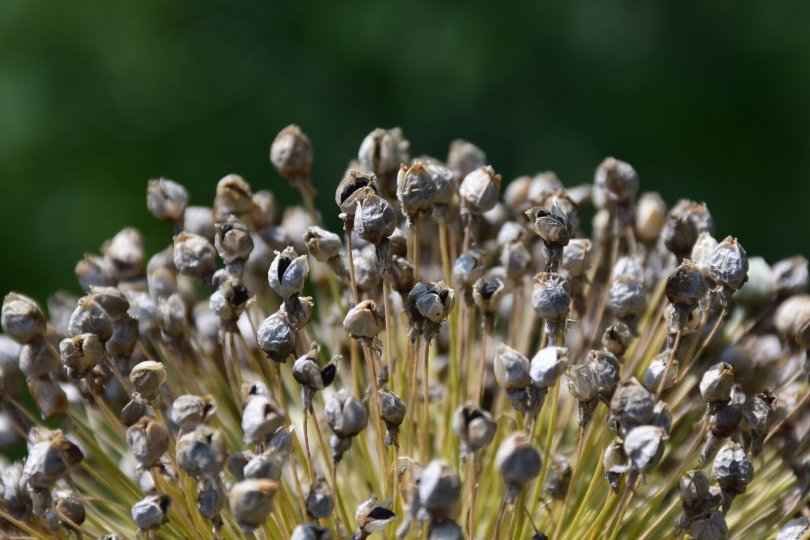 Nikon D5300 sample photo. Leek, seed, garden photography