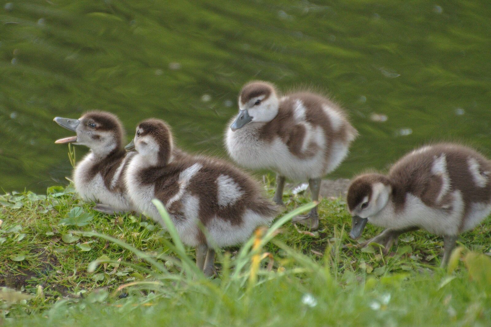 Nikon D5600 sample photo. Nilgänse, chicks, poultry photography