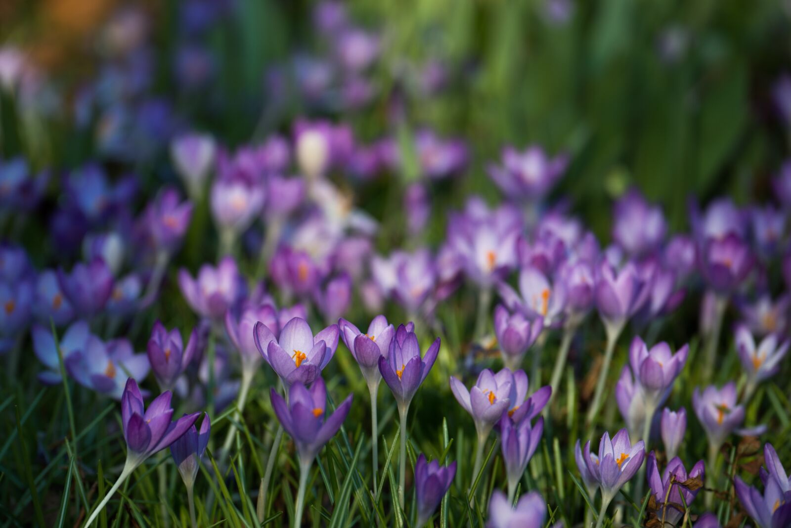 Nikon D800 sample photo. Crocus, iridaceae, violet photography
