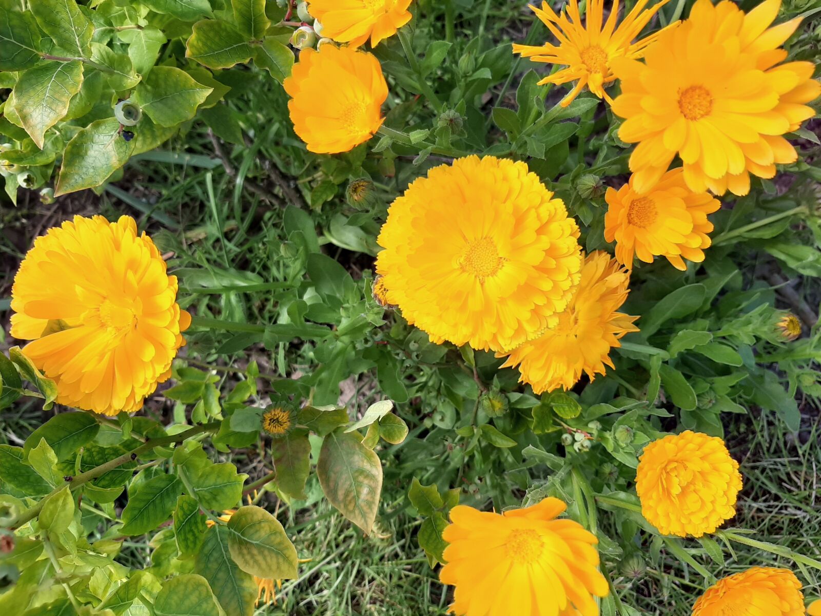 Samsung Galaxy A50 sample photo. Marigold, flowers, yellow photography