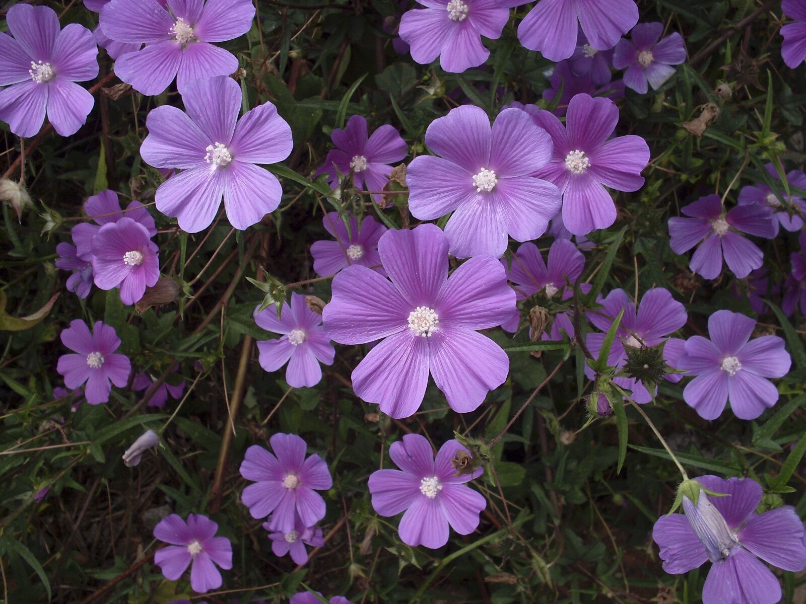 Samsung KENOX S760  / Samsung S760 sample photo. Flower lilac, purple flower photography