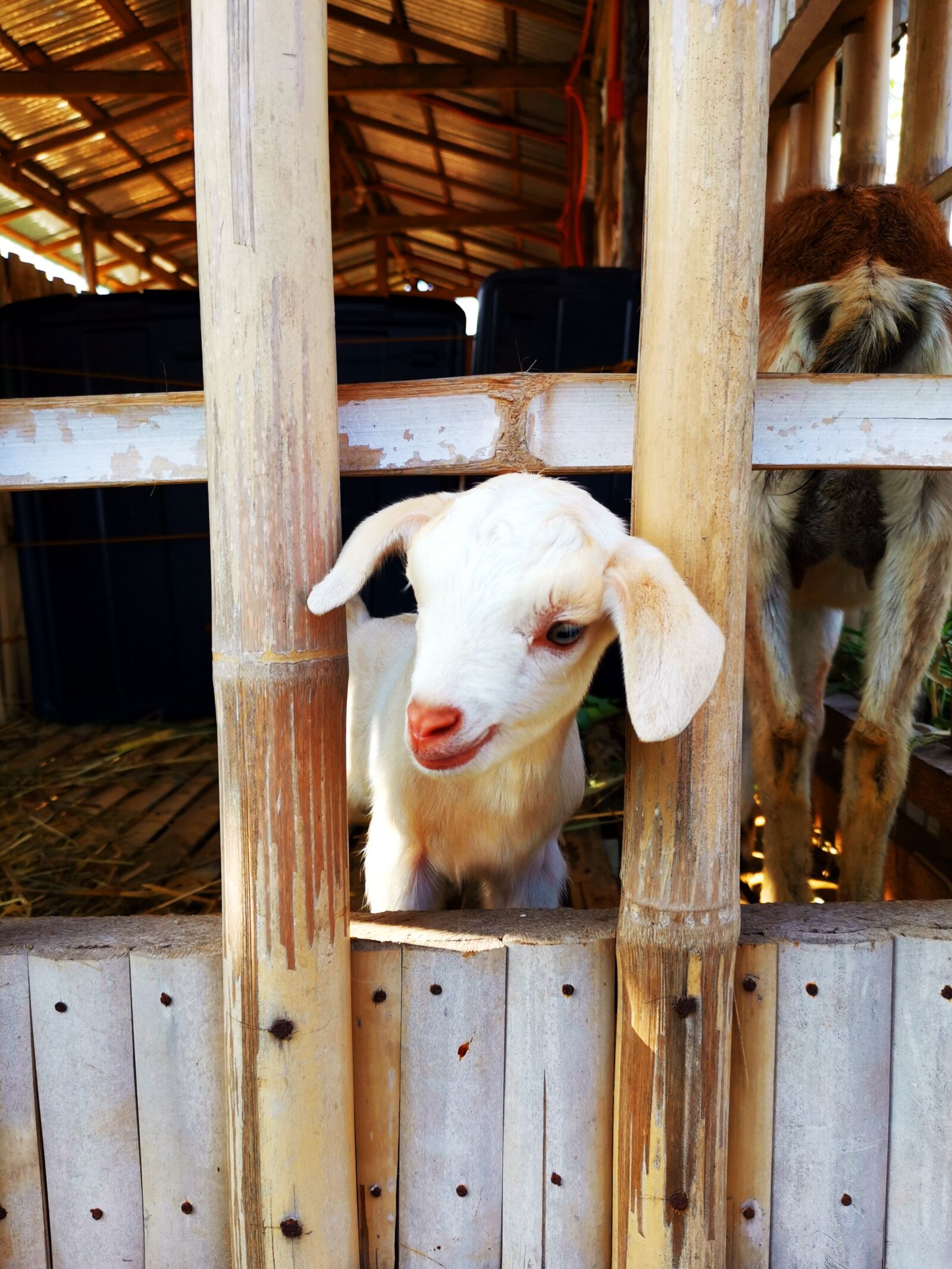 HUAWEI LYA-L29 sample photo. Goat, kid, farm photography