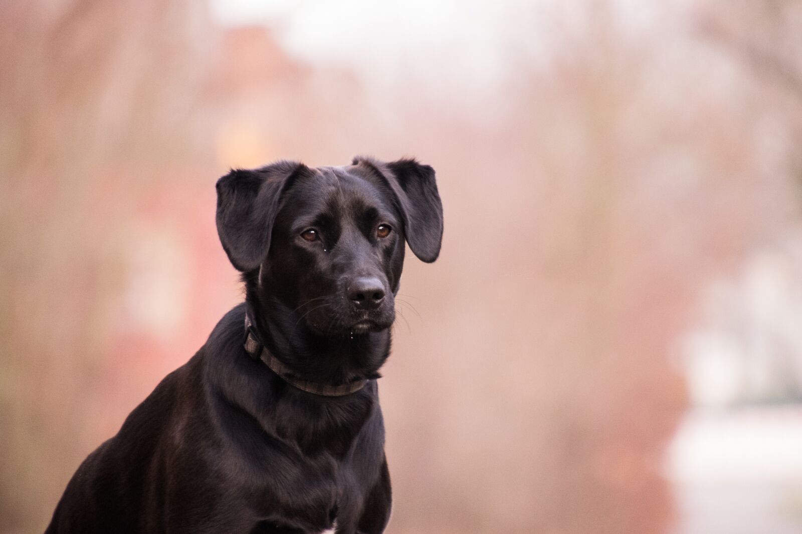 Nikon D3300 sample photo. Portrait, dog, cute photography