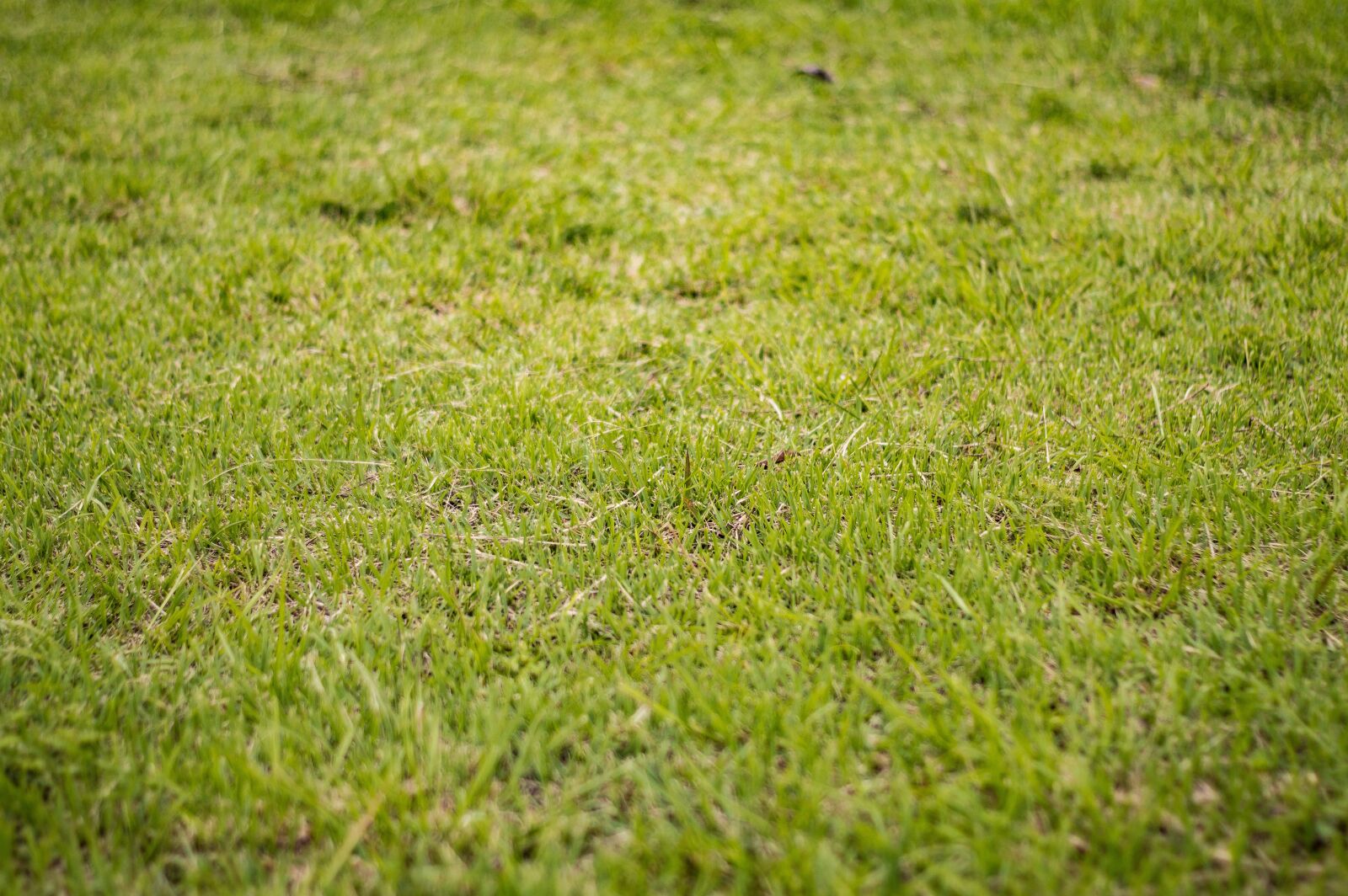 Nikon D3200 sample photo. Grass, texture, lawn photography