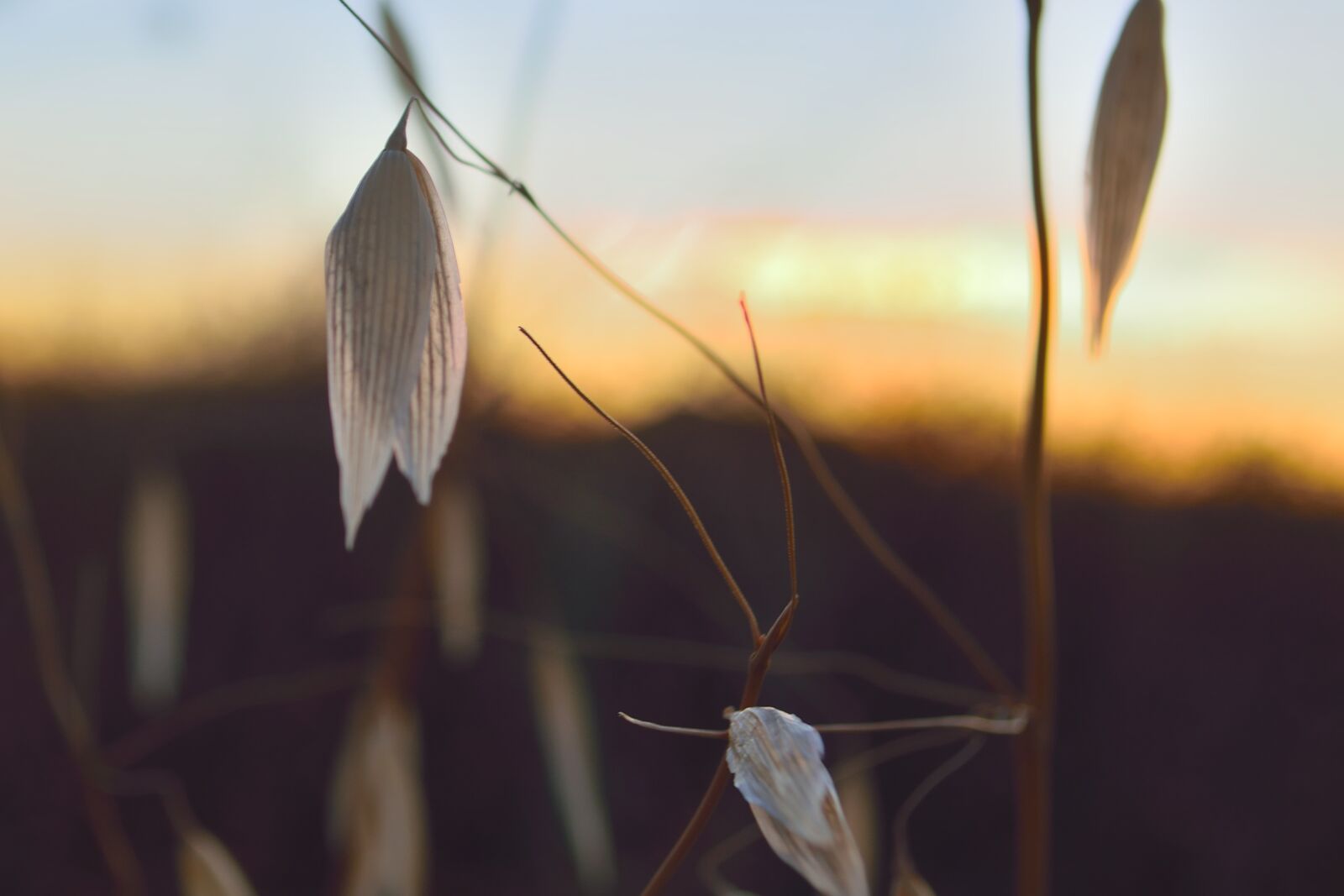 Nikon D5300 sample photo. Spikes, sunset, nature photography