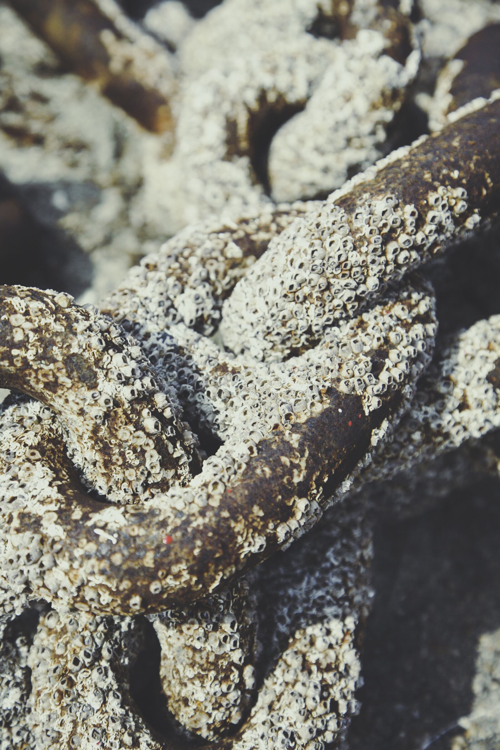 Canon EOS 5D sample photo. Mussels, chain, deposit photography