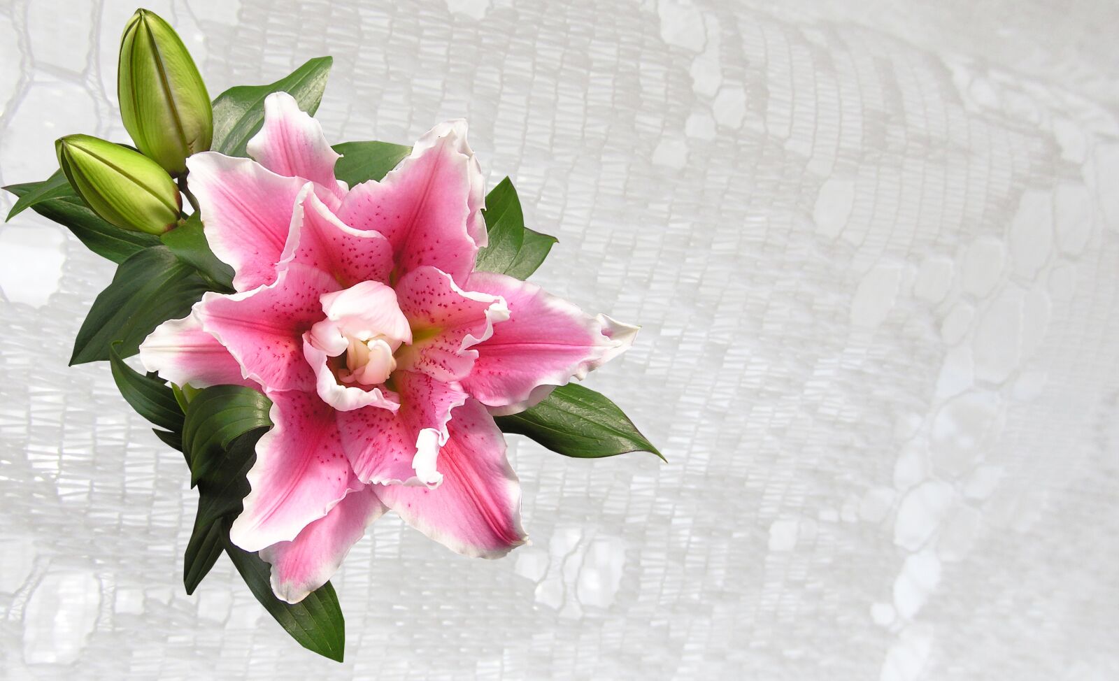 Canon PowerShot SX170 IS sample photo. Greeting card, flower, lily photography