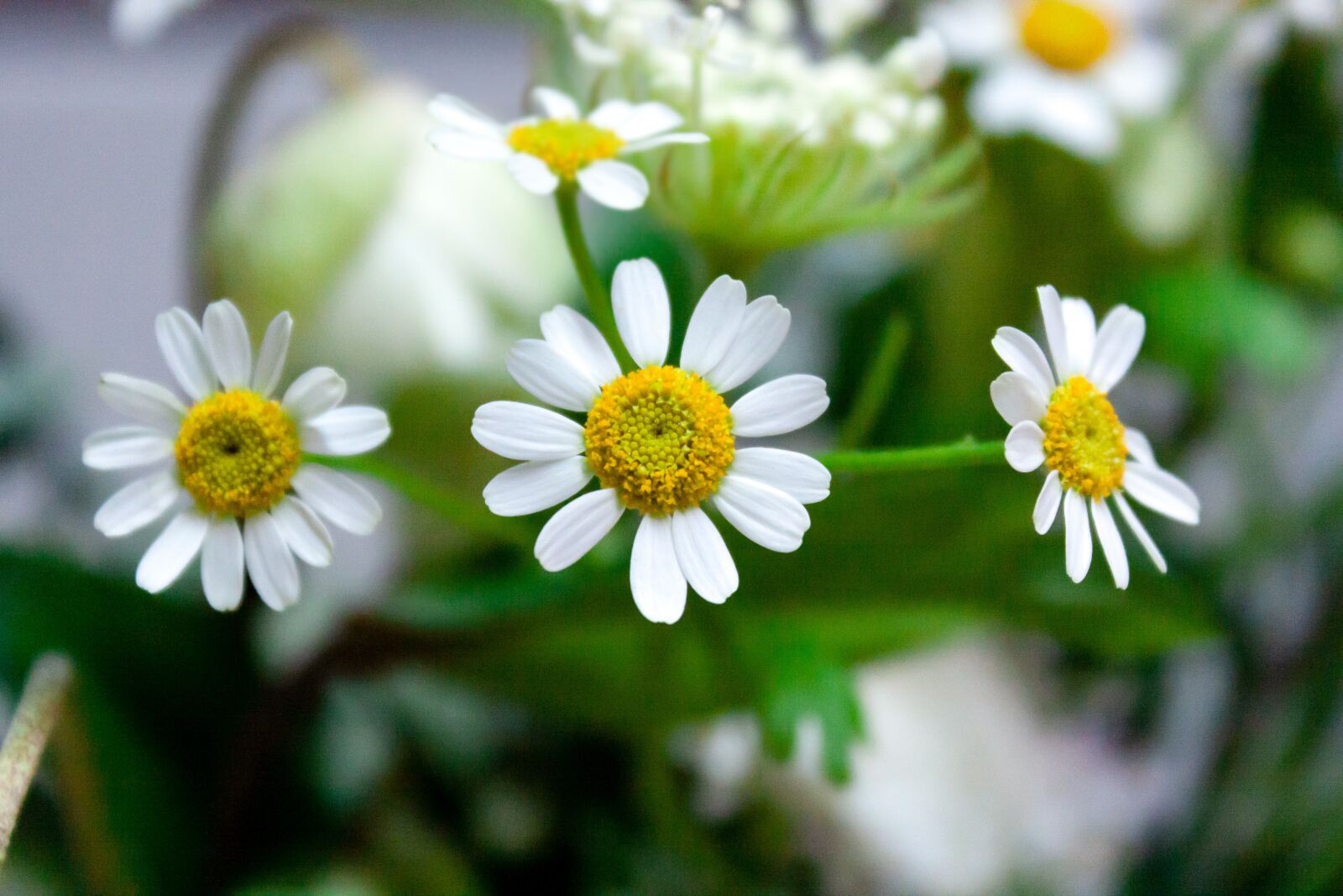 Canon EOS 450D (EOS Rebel XSi / EOS Kiss X2) sample photo. Chamomile, flowers, plants photography
