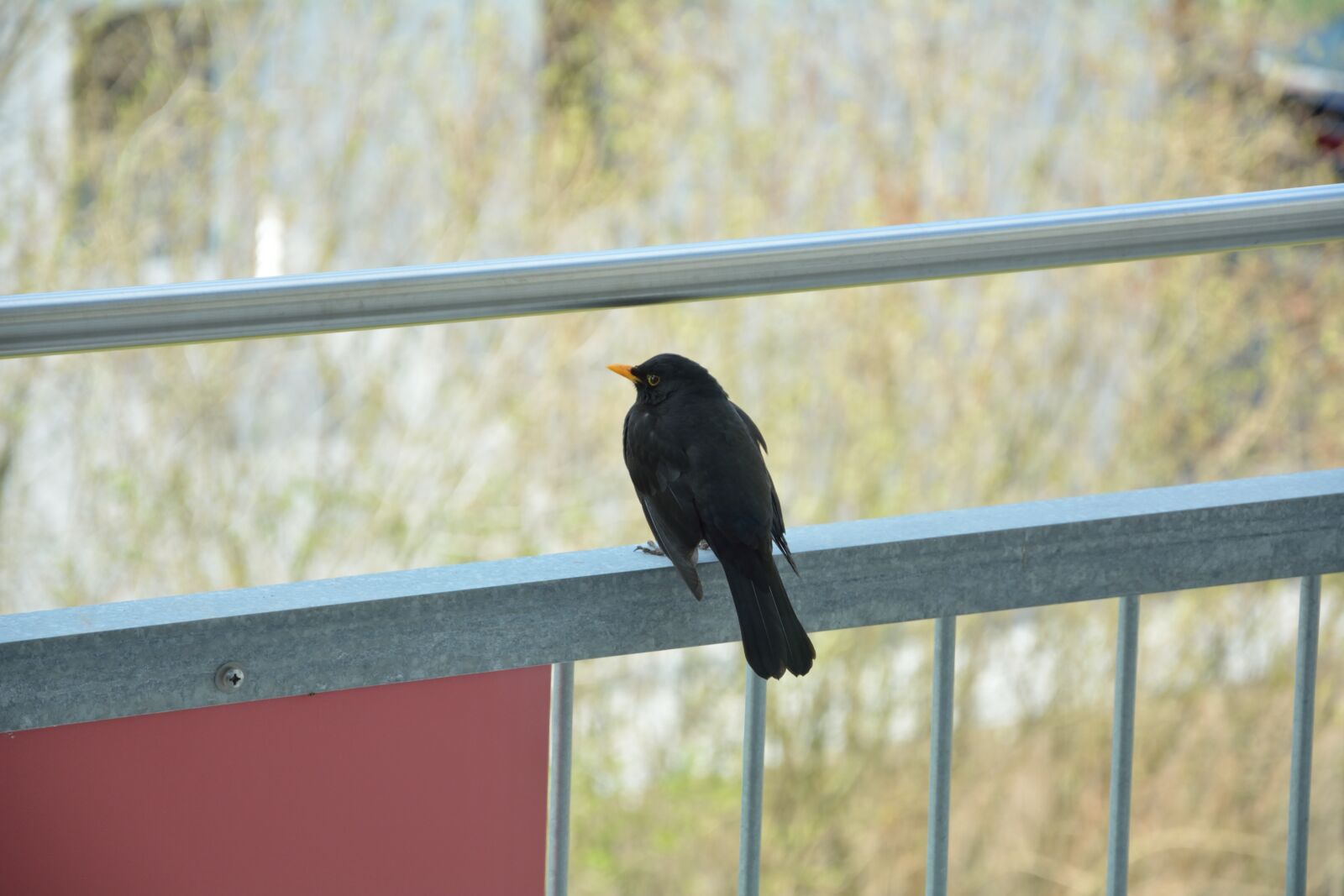 Nikon D5200 sample photo. Blackbird, bird, songbird photography