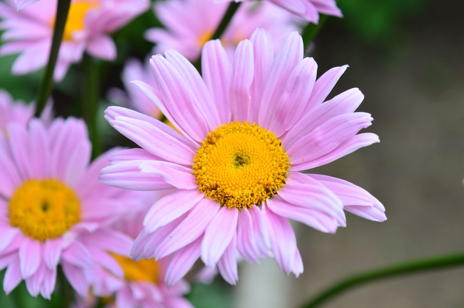 Nikon D3200 sample photo. Daisy, flower, daisies photography