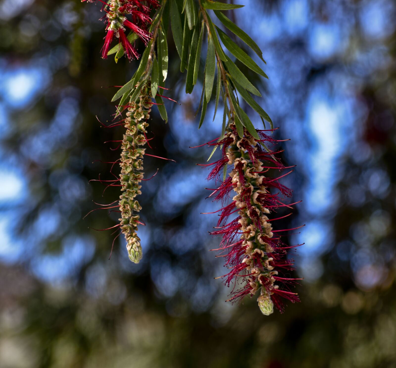 Nikon D3500 sample photo. Flower, stem, botanical photography