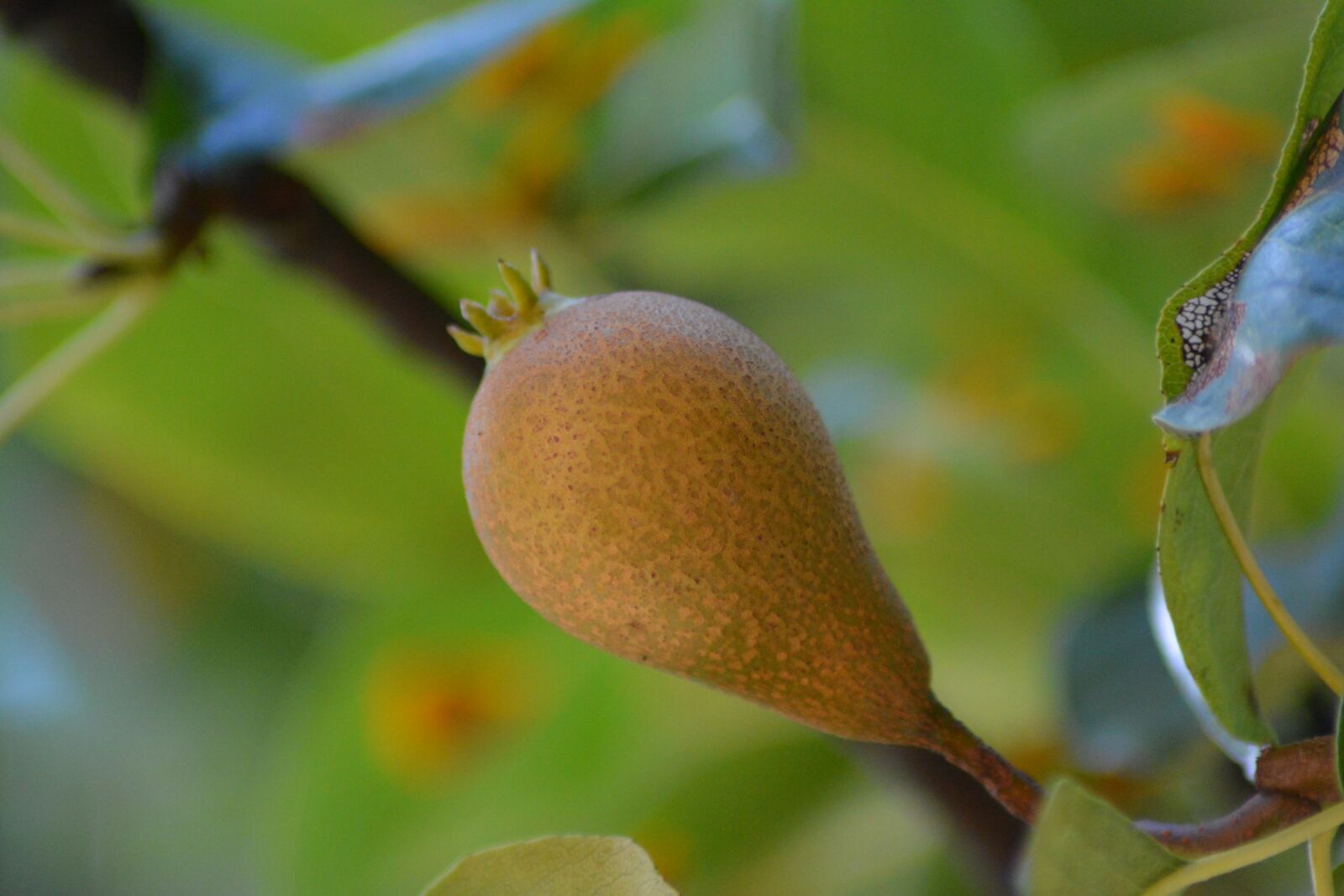 Nikon D5200 sample photo. Garden, nature, plants photography