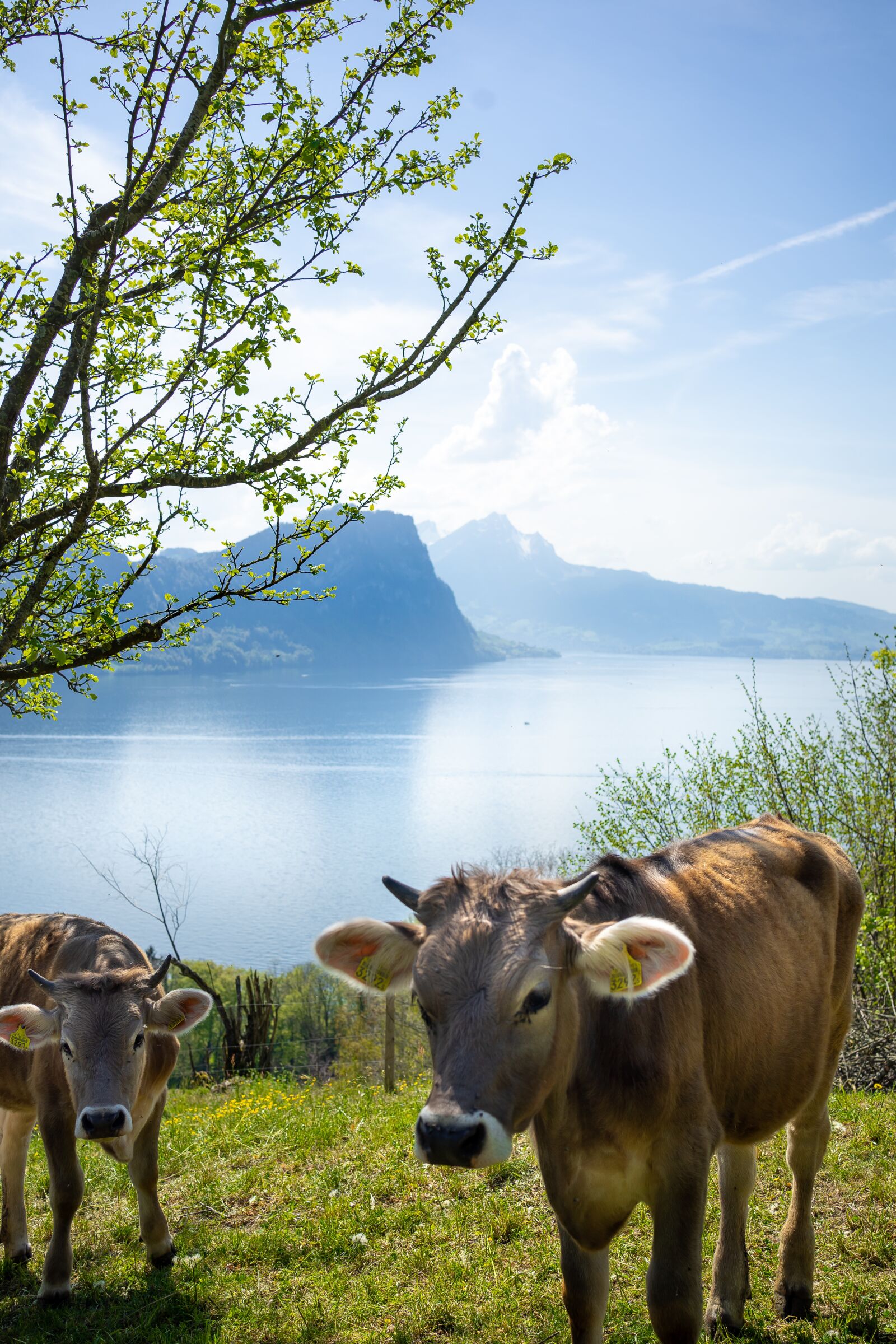 Sony FE 35mm F1.8 sample photo. Switzerland, animal, cow photography