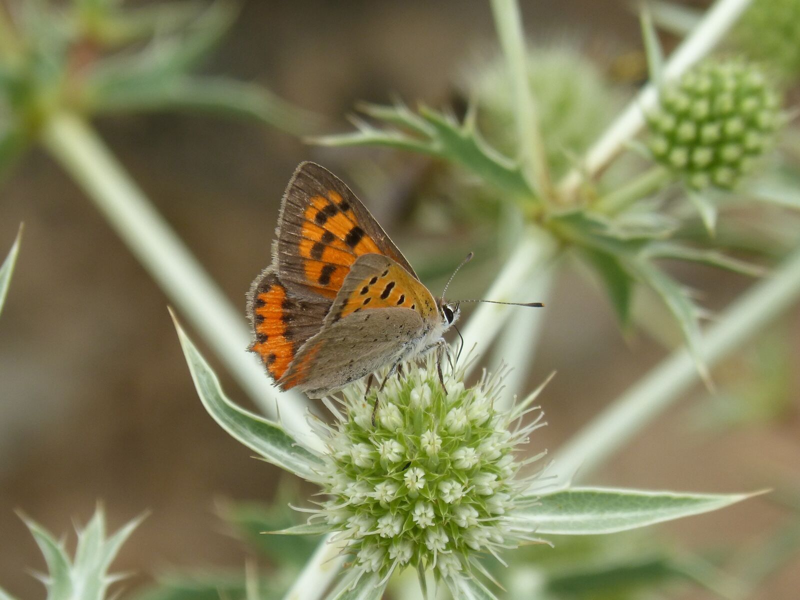 Panasonic DMC-FZ62 sample photo. Butterfly, lycaena phlaeas, dry photography