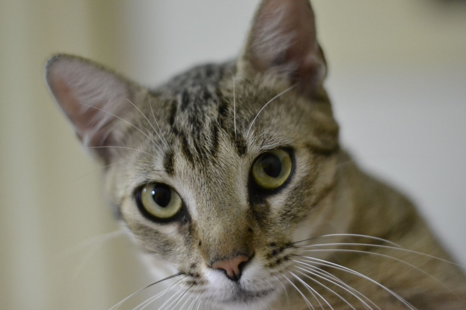 Nikon D3100 sample photo. Cute, cat, pet photography