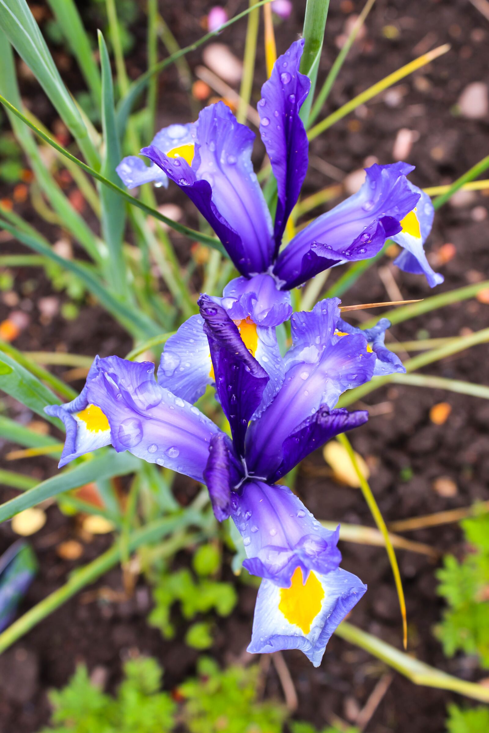 Canon EOS 1200D (EOS Rebel T5 / EOS Kiss X70 / EOS Hi) sample photo. Iris, bloom, garden photography