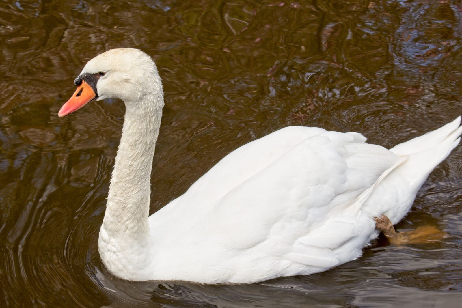 Canon EOS 600D (Rebel EOS T3i / EOS Kiss X5) sample photo. Swan, white, stately photography