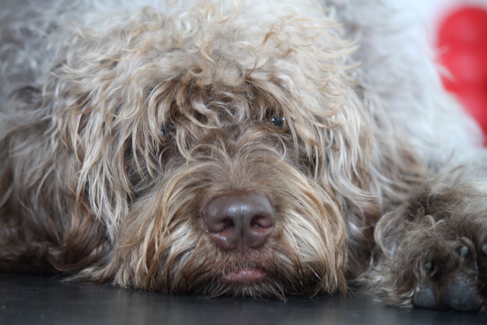 Canon EOS 450D (EOS Rebel XSi / EOS Kiss X2) sample photo. Lazy, dog, relax photography
