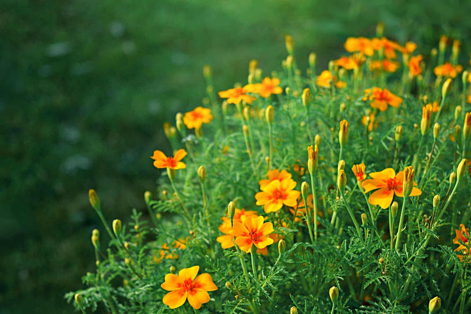 Nikon D3300 sample photo. Orange, yellow, flowers photography